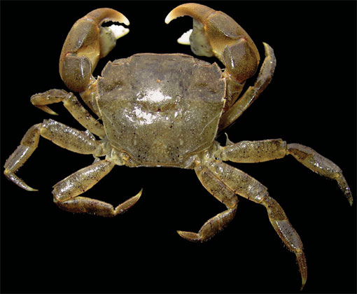 Brush-Clawed-Shore-Crab