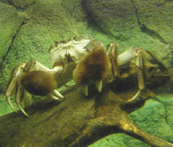 Chinese Mitten crab