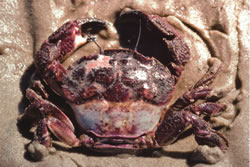 Rough rock crab / Red swimmer crab