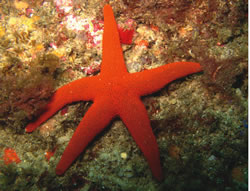 Many-pored Sea Star