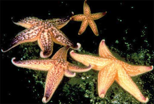 NTh-Pacific-Sea-Star