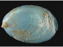 Southern slipper limpet