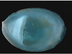 Souther slipper limpet