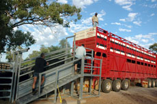 The heifers being loaded for the 3700 kilometre journey to Western Australia.