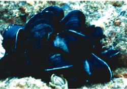 Little black horse mussel
