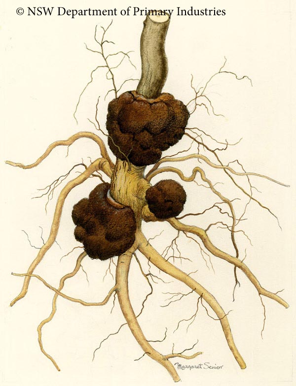 Illustration of Crown gall